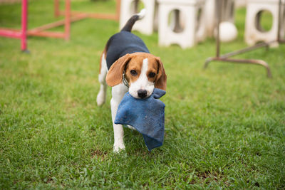 Portrait of dog carrying towel in mouth on field