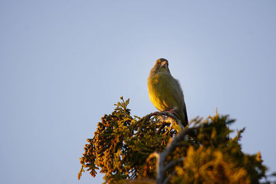 Low angle view of bird perching on a tree