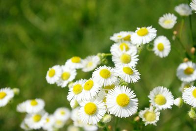 Close-up of white daisy flowers