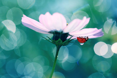 Close-up of butterfly pollinating on flower