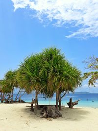 Palm trees on beach against blue sky