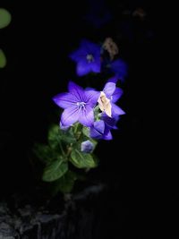 Close-up of purple flower against black background