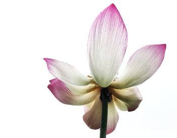 Macro shot of water lily on white flower