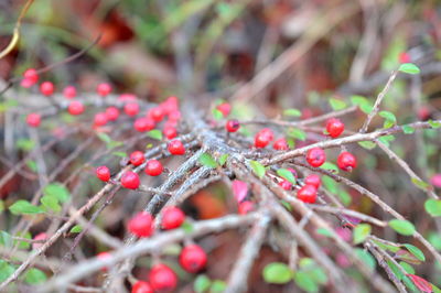 Close-up of wet red plant