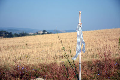 Plants on field against clear blue sky