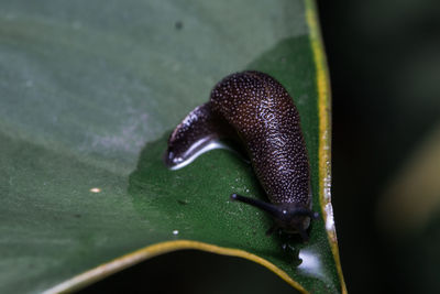 Close-up of snail on leaf