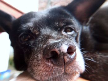 Close-up portrait of dog