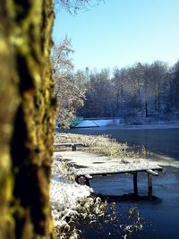 View of trees in water