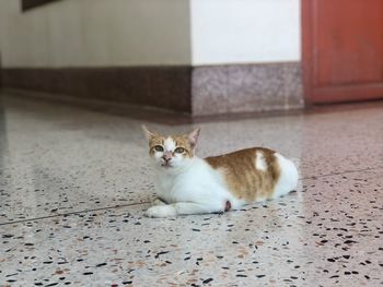 Portrait of cat sitting on floor