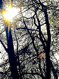 Sun shining through trees