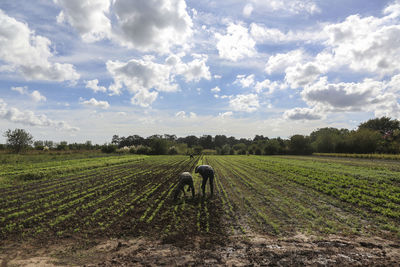 Man working in farm against sky