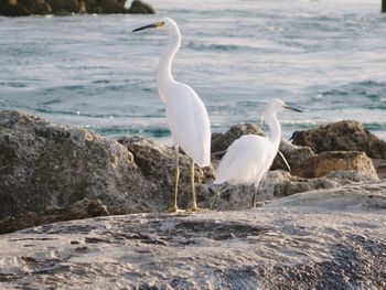 Egrets perching at beach