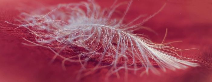 Macro shot of feathers