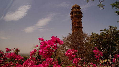 Low angle view of pink flowers