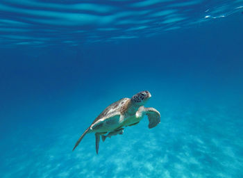 Close-up of turtle swimming in sea