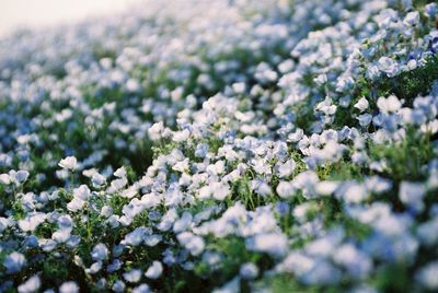 Close-up of white flowers blooming in field