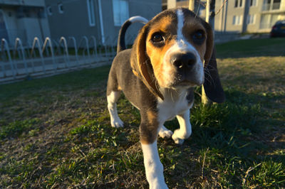 Close-up of dog on field