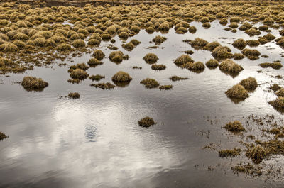 Cloudy sky reflecting in a pond, dotted with clumps of grass,  near lake myvatn in iceland