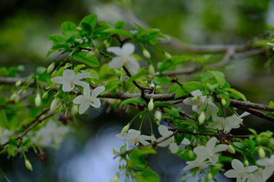 Close-up of white flowering plant