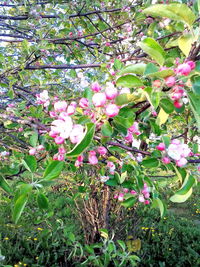 Close-up of pink flowers blooming on tree