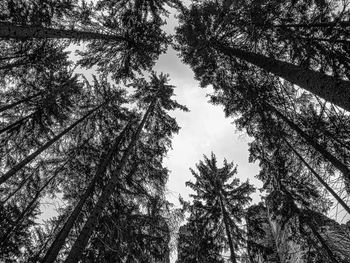 Low angle view of pine trees against sky