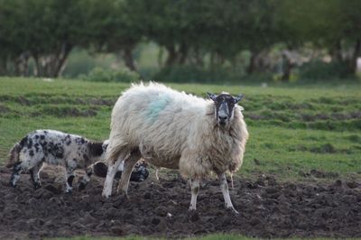 Sheep standing in a field