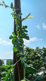 Low angle view of plant against sky