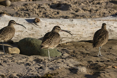 Flock of birds on sand