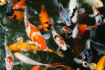 View of koi carps swimming in pond