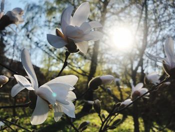Close-up of white flowering plant against sky