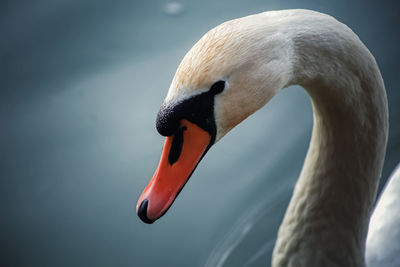 Close-up of swan