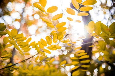 Close-up of yellow maple leaves on tree