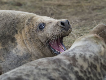 Close-up of an animal lying on beach