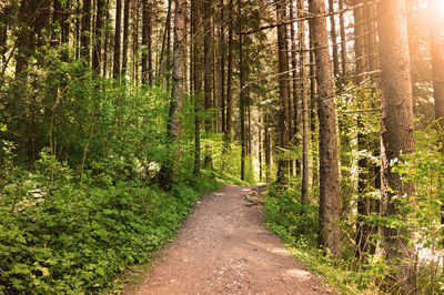 Road passing through forest