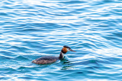 Bird swimming in lake