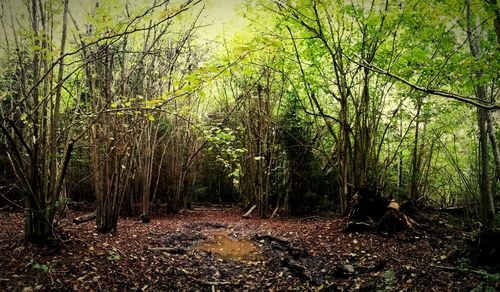 Trees in forest