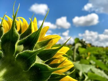 Close-up of yellow flower against sky