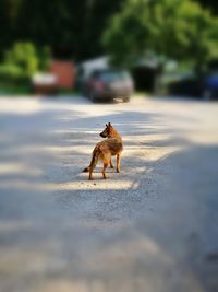 Dog on road