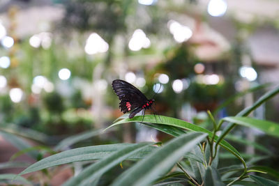 Close-up of butterfly on plant