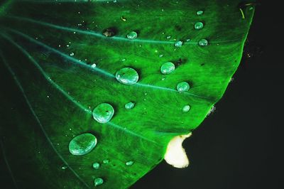Close-up of water drops on leaf