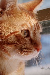 Orange tabby cat looking out the window