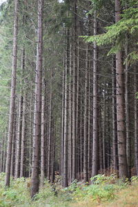 Pine trees in forest