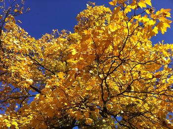 Low angle view of tree against sky