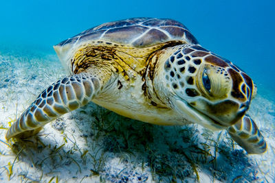 Close-up of green turtle swimming in sea