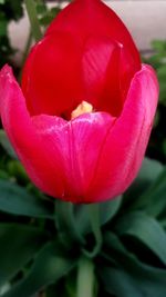 Close-up of pink flowers