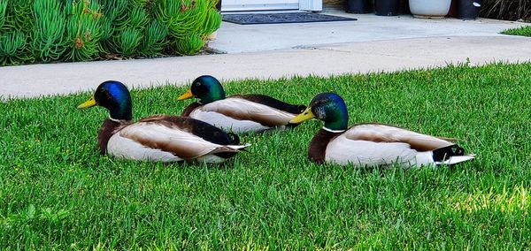 Ducks on grassy field