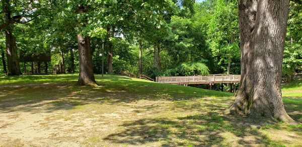 Trees in park