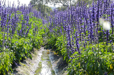 Purple flowers growing in field