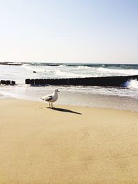 Seagulls on beach