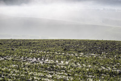 Scenic view of field against sky